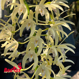Dendrobium speciosum var. curvicaule 'McKay' X self
