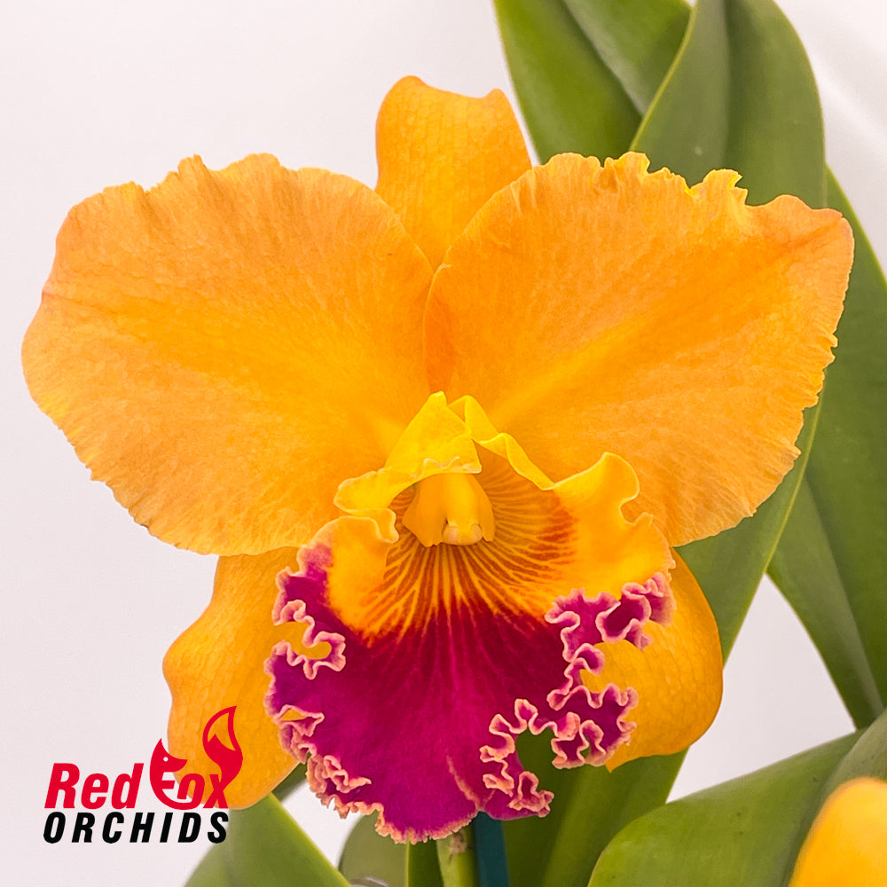 Cattleya guttata var. coerulea