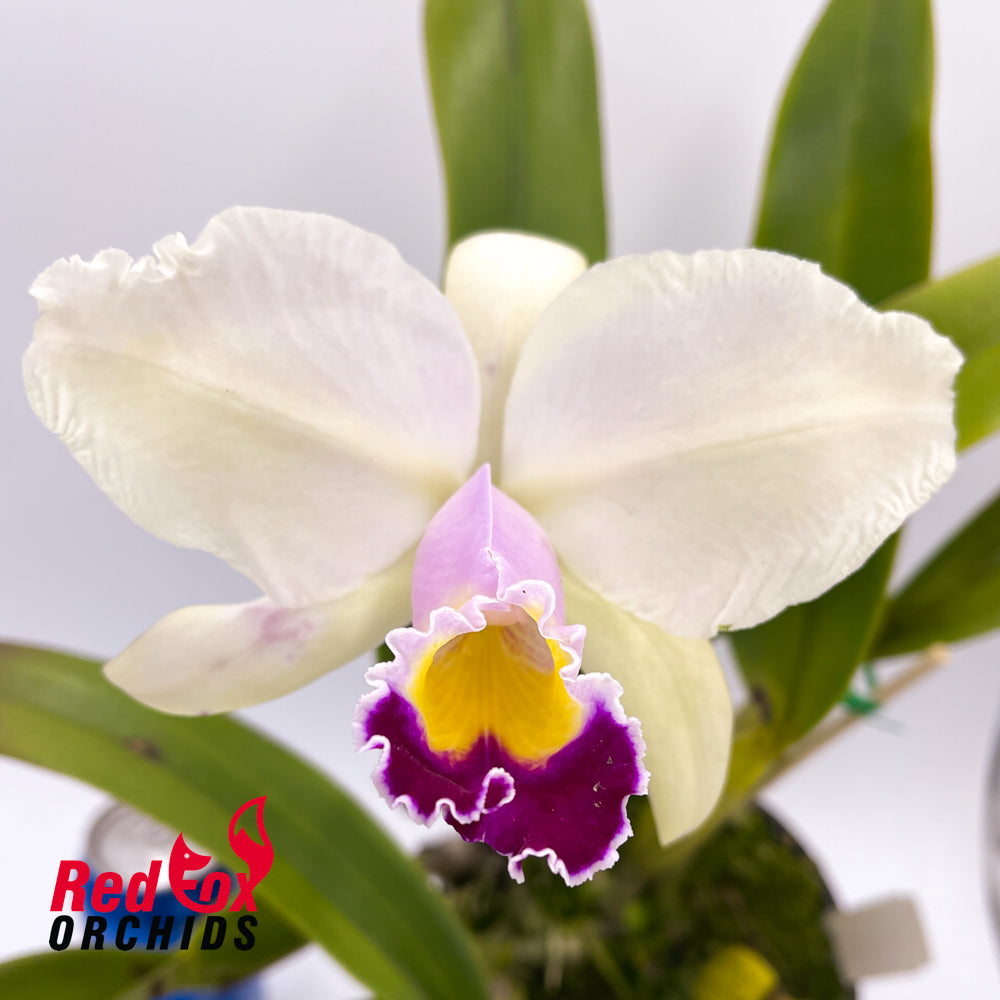 Cattleya trianae X sib ('A.C. Burrage' AM-RHS JOS X select)