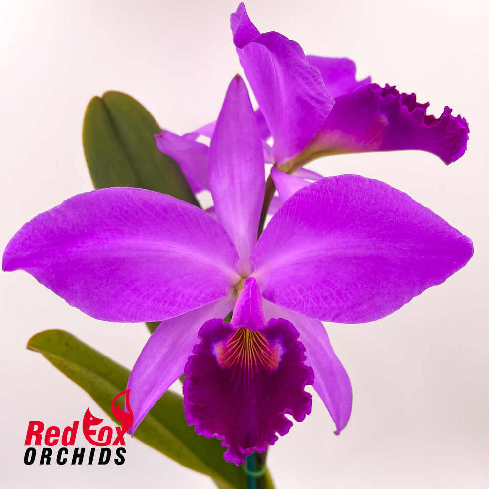 Cattleya labiata var. rubra