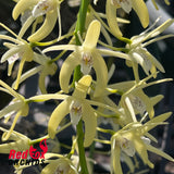 Dendrobium speciosum v. (pedunculatum 'Atherton' X grandiflorum 'Jelita')