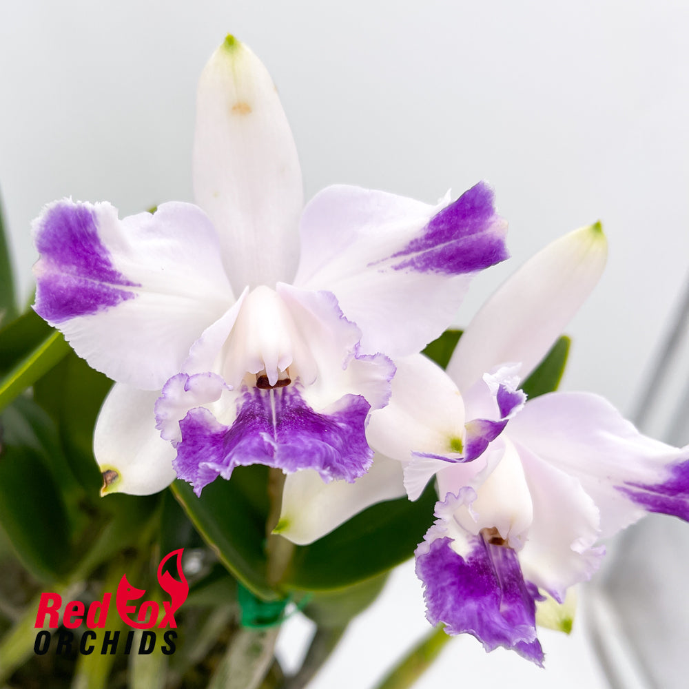 Cattleya intermedia coerulea (4n) 'Big & Fat' X Cattleya intermedia 'Darkest Pansy Splash'