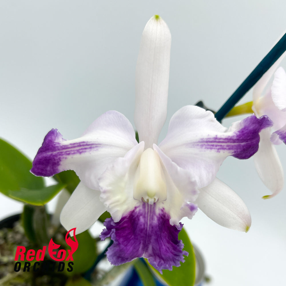 Cattleya intermedia aquinii vinicolor X Cattleya intermedia vinicolor 'H&R'