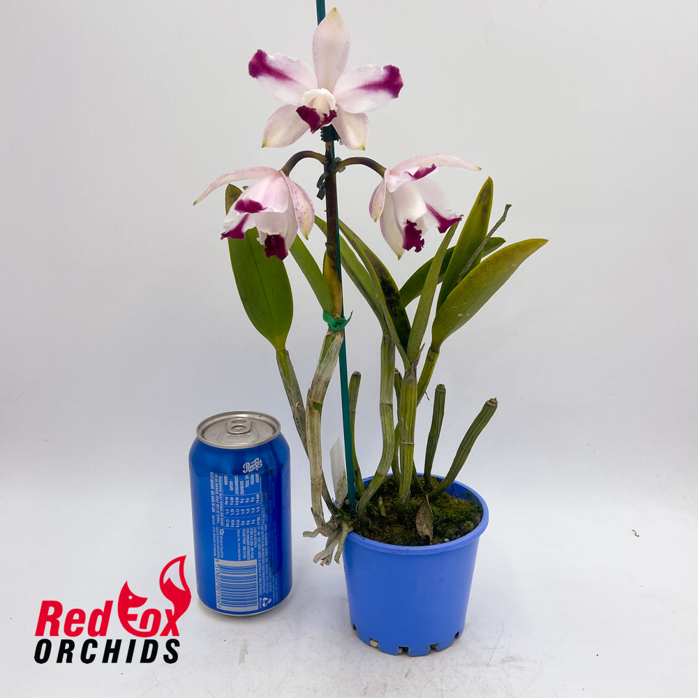 Cattleya intermedia vinicolor 'GBT David' X 'Best Wide Splash'