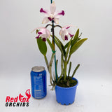 Cattleya intermedia vinicolor 'GBT David' X 'Best Wide Splash'