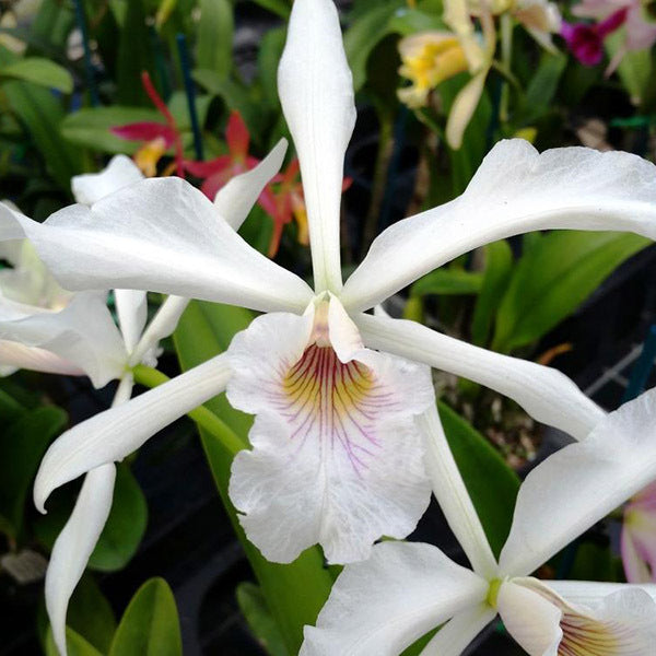 Cattleya purpurata semi alba 'Pink' x self