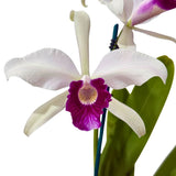 Laelia purpurata var. schusteriana x var. carnea 'GBTS'