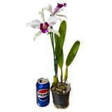Laelia purpurata var. schusteriana x var. carnea 'GBTS'