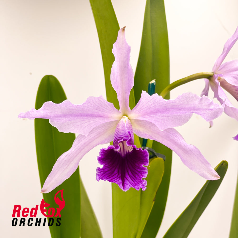 Cattleya purpurata var. flammea X var. violacea
