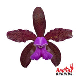 Cattleya tigrina 'Burleigh #1' x 'Topaz#2'