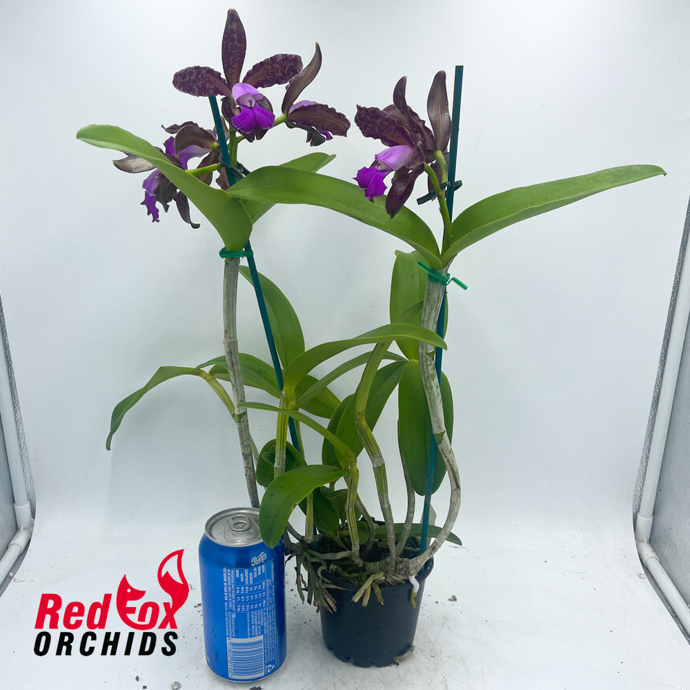 Cattleya tigrina 'Burleigh #2' x 'Topaz#2'