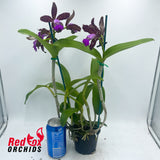 Cattleya tigrina 'Burleigh #2' x 'Topaz#2'