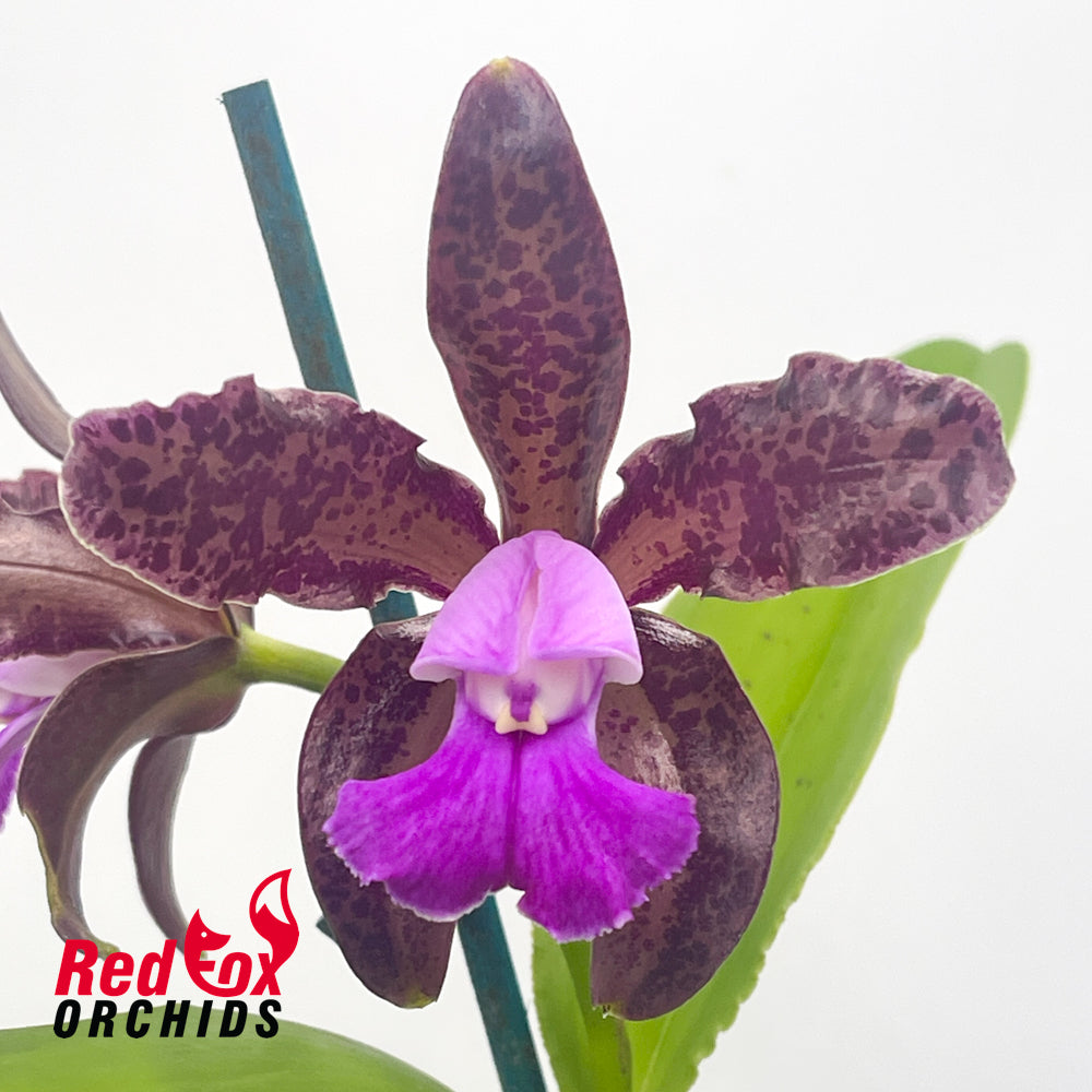 Cattleya tigrina 'Burleigh #2' x 'Topaz#2'