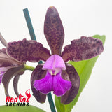 Cattleya tigrina 'Burleigh #2' x 'Topaz#2'