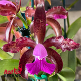 Cattleya tigrina 'Topaz#2' x 'Burleigh #1'