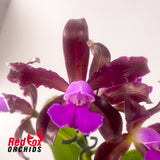 Cattleya tigrina 'Topaz#2' x 'Burleigh #1'