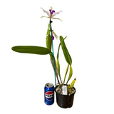 Cattleya purpurata var. violacea X var. flamea
