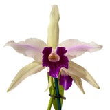 Cattleya purpurata var. violacea X var. flamea