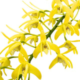 Dendrobium speciosum var. pedunculatum 'Gloucester' X var. curvicaule 'Daylight Moon'
