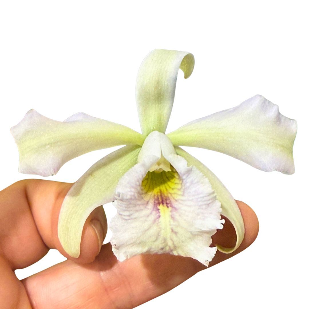 Cattleya Maxima var. coerulea 'Hector' x 'Gi Gi' X sib