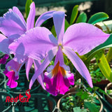 Cattleya jenmanii 'GBT' x self
