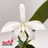 Cattleya perrinii alba x self