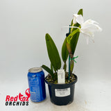 Cattleya perrinii alba x self