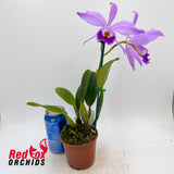 Cattleya jenmanii 'Elmo' X 'Mosca' X sib