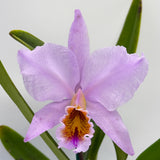 Cattleya percivaliana 'GBT Wide Open' x 'V Big Compact'