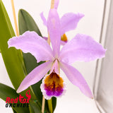 Cattleya percivaliana 'GBT Wide Open' x 'V Big Compact'