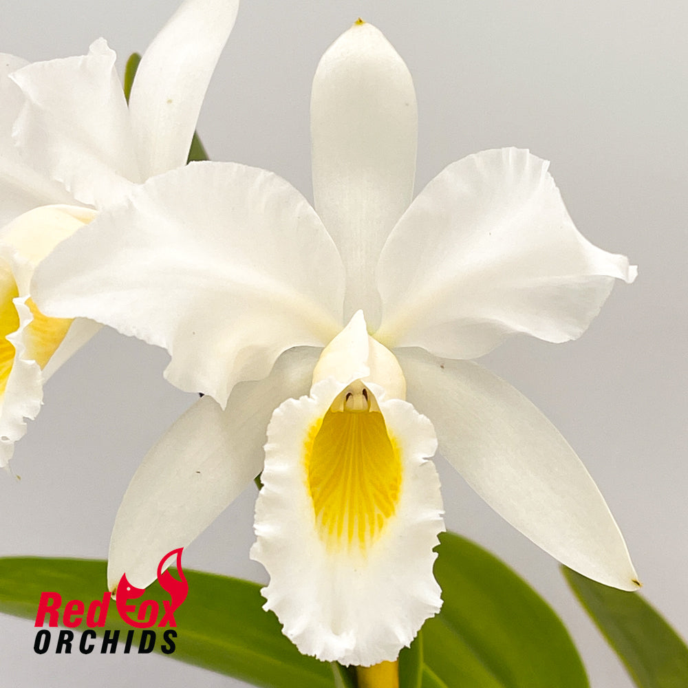 Cattleya labiata semi-alba occulata (C1253) x sib semi alba