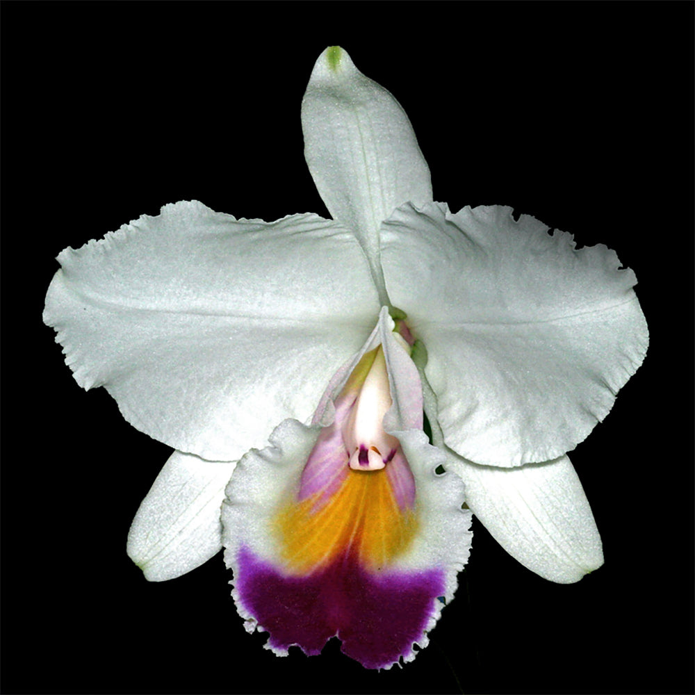 Cattleya quadricolor x sib