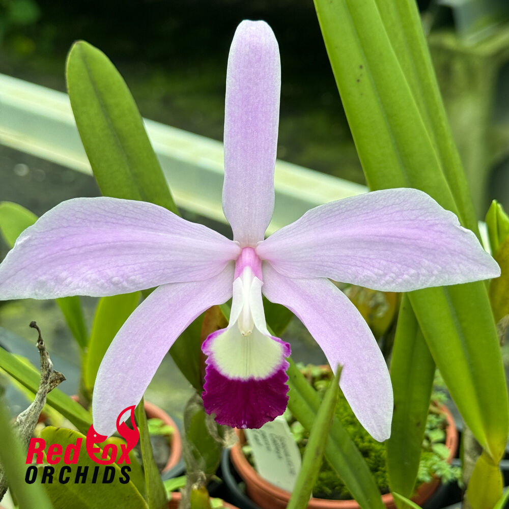 Cattleya perrinii x self