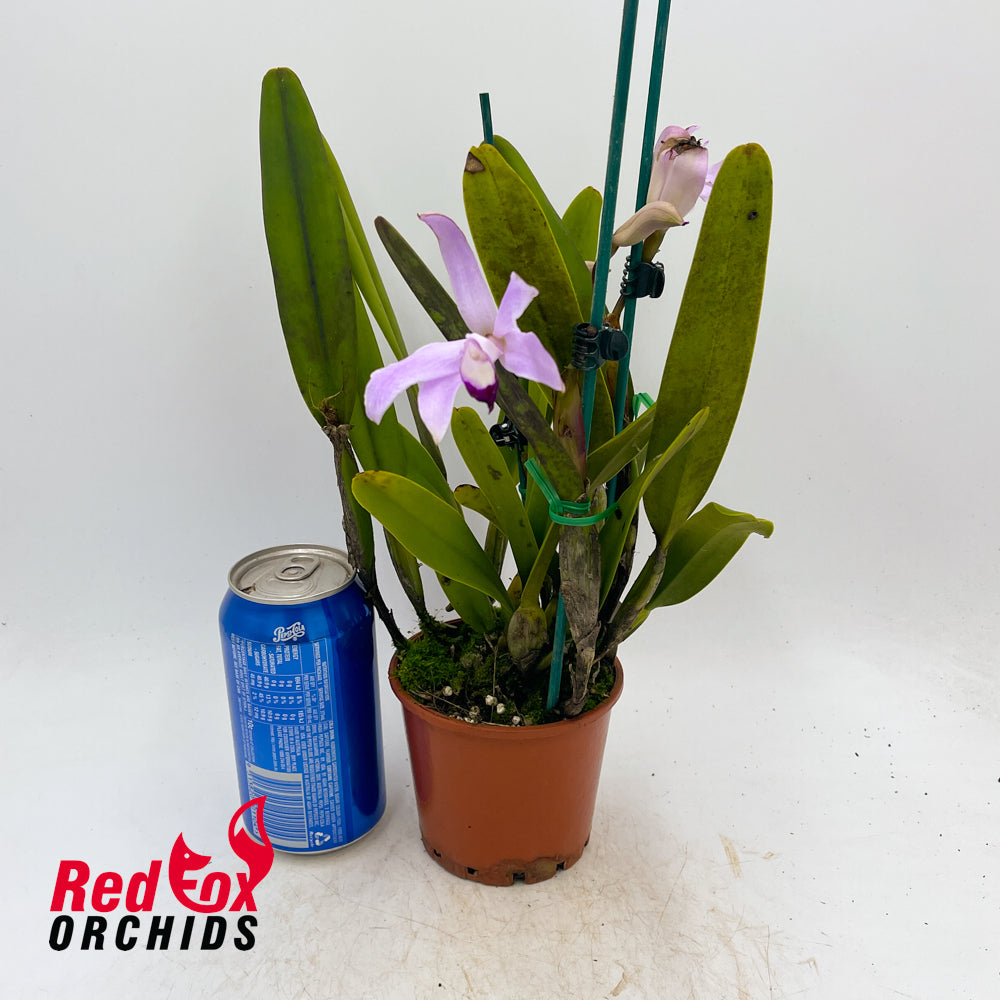 Cattleya perrinii x self