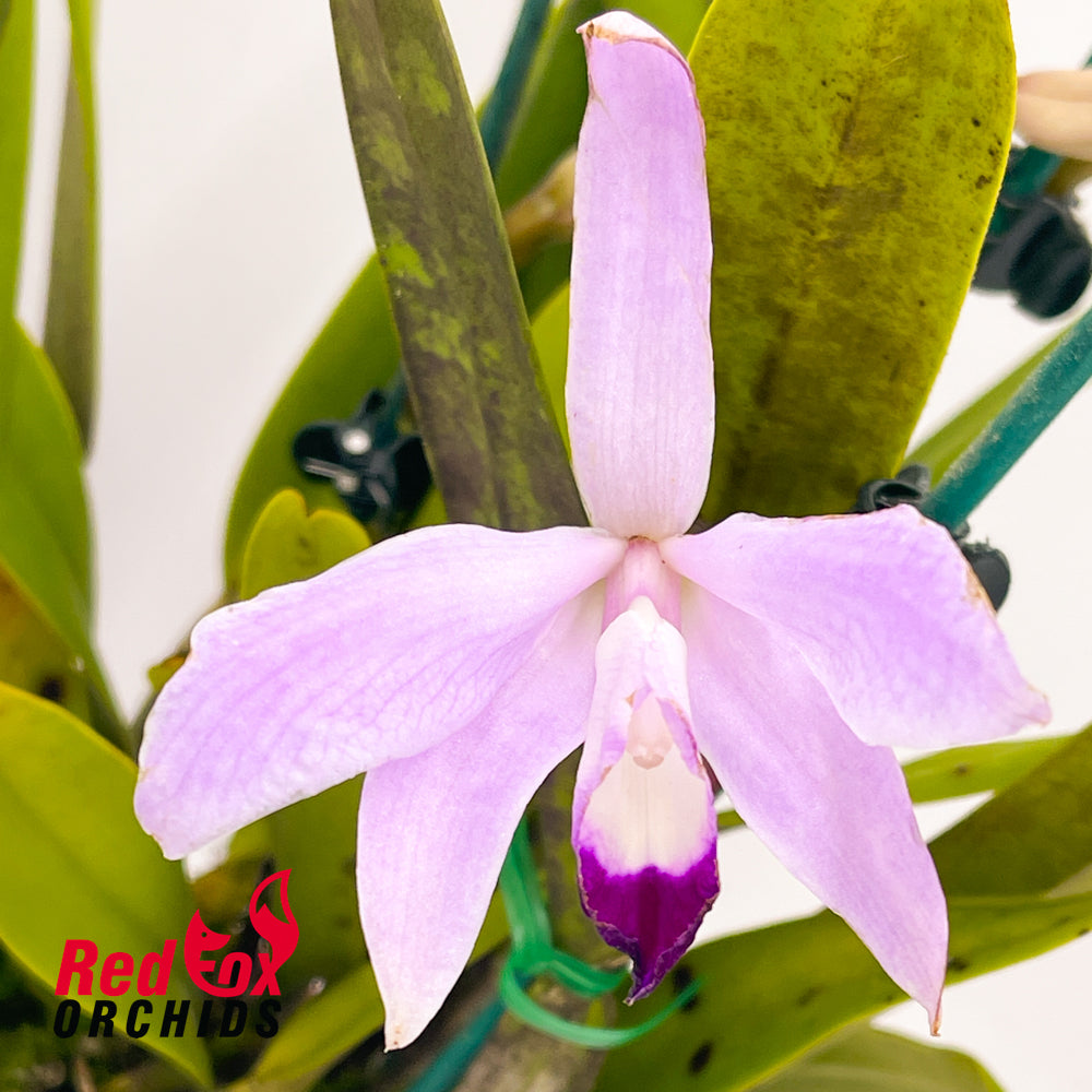 Cattleya perrinii x self