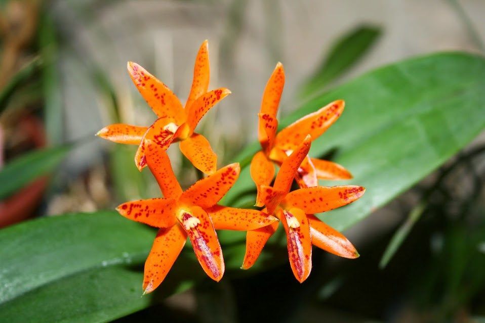 Guarianthe aurantiaca (Mishima Spot x self) 'Orange & Spots' x self