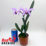 Cattleya perrinii Pink x self