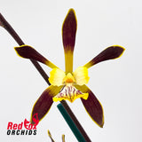 Encyclia Orchid - Encyclia alata 'H&R' x 'Super Lip'