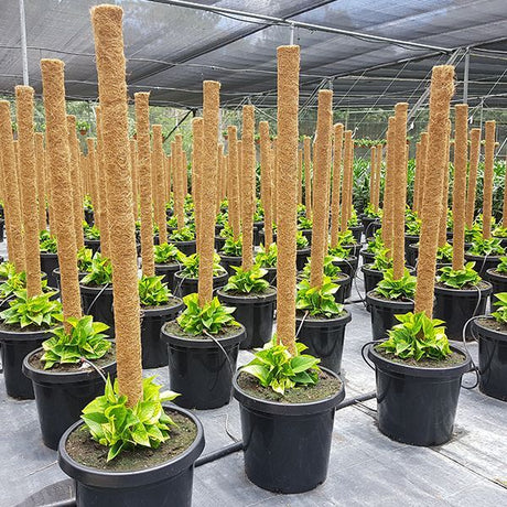 Coir Pole with Jute String