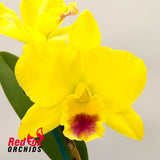Brassolaeliocattleya Izumi Charm 'SVO' AM-AOS X Pot. (Guess What X Love-Love)